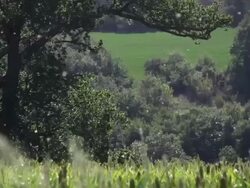 Pollen flying on a filed Stock Footage