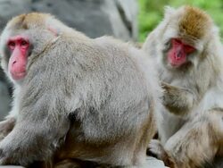 Snow Monkey's Grooming Stock Footage