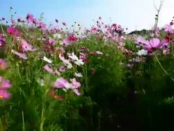 Cosmos flower field Stock Footage