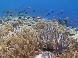 Schools of Scalefin Anthias (Pseudanthias squamipinnis) and Redtooth Triggerfish (Odonus niger)over Leather Coral garden, Vaavu Atoll, The Maldives Stock Footage