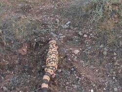 MS TS Gila Monster (Heloderma suspectum) walks through desert before turning and hissing at camera. /Utah, USA Stock Footage
