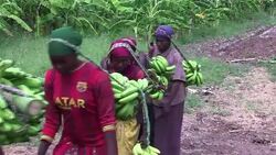 VOICED : Somalias banana industry bounces back News Clip