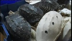 Four suitcases full of reptiles seized at airport News Clip