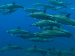Dolphins swimming Stock Footage