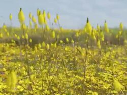 MS Shot of Namaqualand daisies covering flat land with masses of tall stemmed plants with yellow flower heads buffeted by the wind / Namaqualand, Northern Cape, South Africa Stock Footage