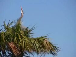 Heron Looking For Her Mate Stock Footage
