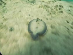 MS, Cayman Islands, Grand Cayman, Flounder swimming at sea floor Stock Footage