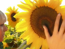 HD DOLLY: Woman Touching The Sunflower Stock Footage