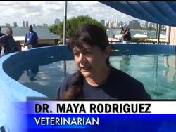 Ilya, a wayward manatee facing death in frigid New Jersey waters, made it safely back to his native Miami this afternoon. Ilya was flown to the Miami Seaquarium, where he plunged into 81-degree water. News Clip