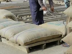 MS Workers keeping and seting grain sacks / Gurgaon, Haryana, India   Stock Footage