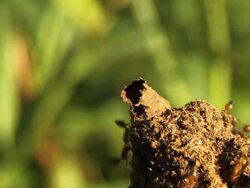 Red Ant Nest Stock Footage