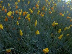 T/L - yellow Mexican Gold Poppies opening, WA, USA Stock Footage