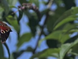 CU SLO MO Butterfly taking off from summer lilac / Vieux Pont, Normandy, France Stock Footage