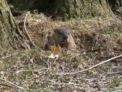 Marmot leaving its den Stock Footage
