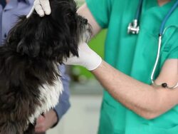Veterinarian Examining Dog Stock Footage