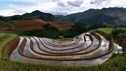 terraced rice field in Mu Chang Chai, Vietnam Stock Footage
