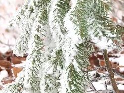 HD: Snow covered spruce tree Stock Footage
