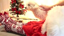cute white dog plays on Christmas blanket Stock Footage