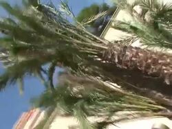 HD: Roadside palms Stock Footage