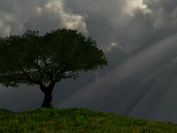 Tree with rays of light Stock Footage