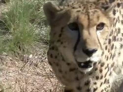 Cheetah on the Prowl Stock Footage