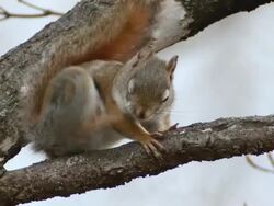 CU Shot of Red squirrel resting and scratching on branch / Tweed, Ontario, Canada Stock Footage