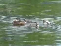 Pied-billed Grebes Stock Footage