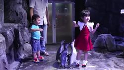 Restaurant installs penguins in viewing aquarium Instructional Video