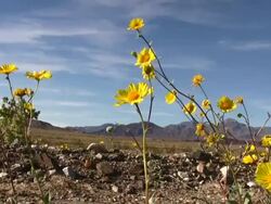 Death Valley Spring Stock Footage