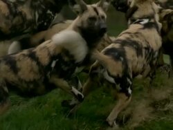 SLO MO wide angle African wild dogs (Lycaon pictus) jumping to catch meat, UK Stock Footage