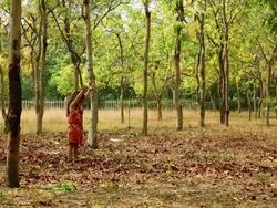 Girl playing with leaves in the park, Delhi, India Stock Footage