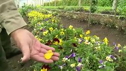 VOICED : Del jarron al plato News Clip