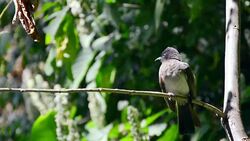 CAPE BULBUL bird Stock Footage