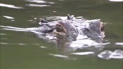 A crocodile lurks snout deep in a swamp. Stock Footage