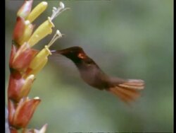 MCU Ruby Topaz hummingbird feeding from flower, flies off, real time Stock Footage