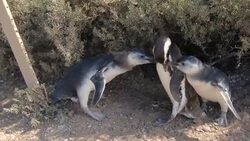 Thousands of penguins ready for annual migration in Argentina Instructional Video
