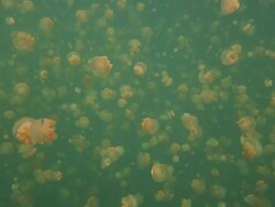 Thousands non-toxic jellyfishes Stock Footage