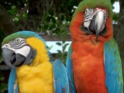 Parrot Macaw Stock Footage