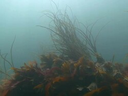 Seaweed Stock Footage