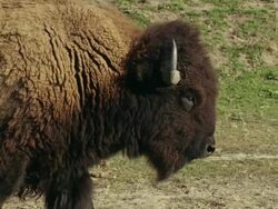 Large American Bison or buffalo walks profile to camera. Stock Footage