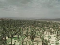 Stunning lines of palm trees grow amongst the variable African landscape. Stock Footage