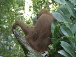 MS Orang utan sitting in tree branch / Bukit Lawang, North Sumatra, Indonesia Stock Footage