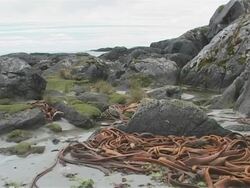 Rockpools and long kelp strands, Chile Stock Footage