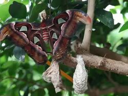 CU Giant atlas moth, Attacus atlas flying from tree / Victoria, British, Canada Columbia Stock Footage