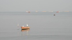 Egret on a timber ship at sea Stock Footage