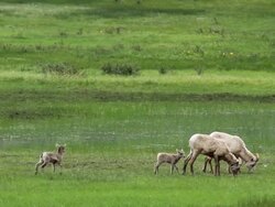 WS PAN View of sheep ewes and newborn lambs grazing at pond / Estes Park, Colorado, United States Stock Footage