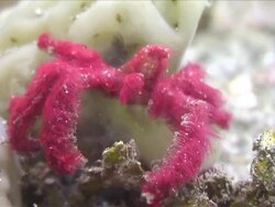 CU Shot of Orangutan crab / Lembeh strait, Sulawesi, Indonesia  Stock Footage