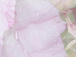 PEONIES : close-up (LOOP) Stock Footage