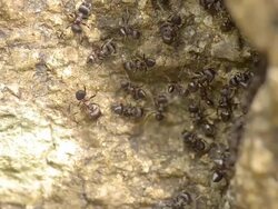 forest black ant Stock Footage