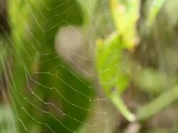 spider net Stock Footage